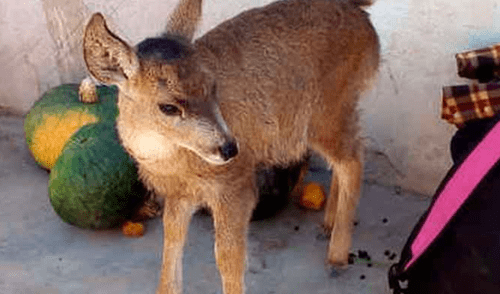 Arequipa: Rescatan a venado andino que era criado como mascota junto a dos perros [VIDEO]