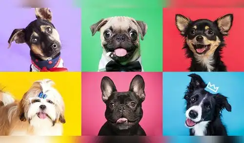 Encuentra a tu mejor amigo