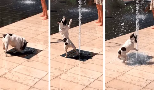 Facebook viral: pequeño perro no soportó la ola de calor y se dio tremendo 'chapuzón' en pileta [VIDEO] 