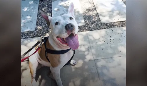 Facebook viral: perro adoptado