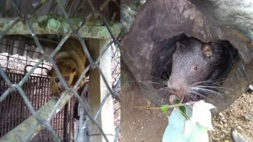centro de conservación junin