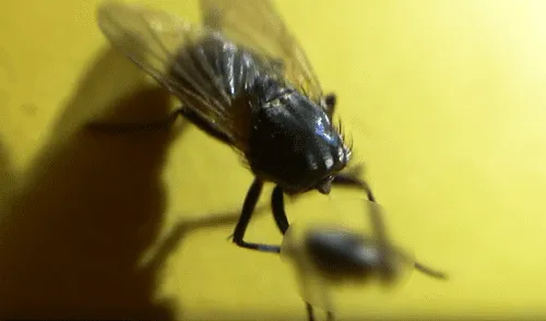 Facebook: Mosca 'zombie' vive sin cabeza y tiene inesperada reacción al encontrarla [VIDEO]