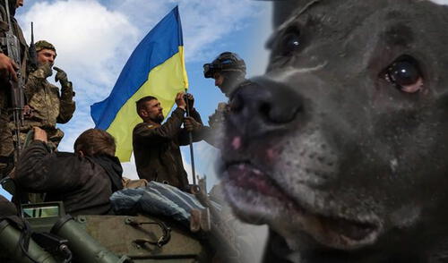 El perro formará parte de la terapia para niños que se han visto afectados por la guerra. Foto: AFP/SkyNews El perro formará parte de la terapia para niños que se han visto afectados por la guerra. Foto: AFP/SkyNews