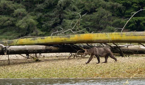Osos buscando alimento en Canadá Osos buscando alimento en Canadá