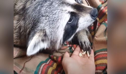 Mapache permanece dormido y se despierta al sentir el olor del maní