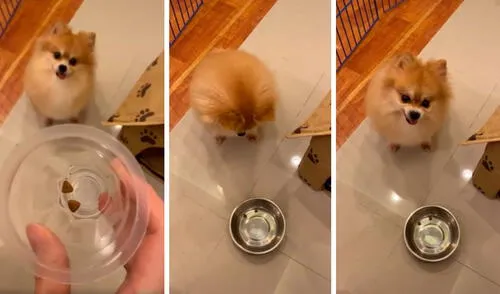 Facebook viral: joven sirve dos croquetas a su perro hambriento y este tiene furiosa reacción [VIDEO]