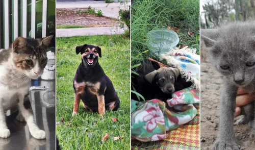 Buscan crear alianza con universidad San Marcos para proteger animales abandonados Buscan crear alianza con universidad San Marcos para proteger animales abandonados