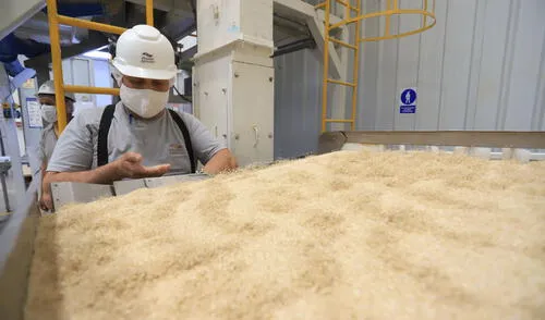 Quinua orgánica se abre paso en mercado alemán. Foto: Minagri