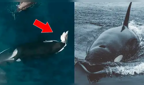 YouTube viral: Captan el preciso instante en que tiburón es devorado por una temible orca [VIDEO]