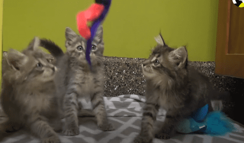 Un grupo de rescatistas se encargaron de poner a salvo a unos pequeños gatos abandonados. Foto: Facebook Gatos rescatados