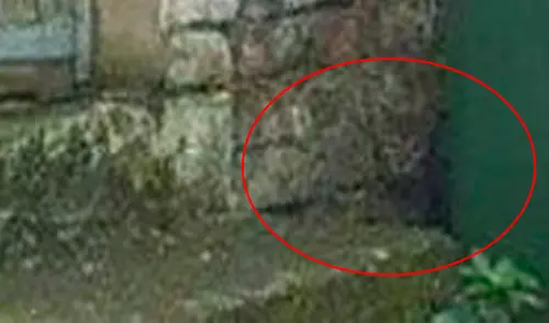 Facebook - animales - gatos