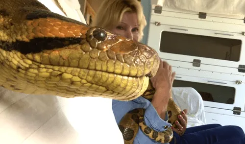 YouTube viral: critican a mujer que tiene anaconda de mascota por sacrificar a otros animales [VIDEO]