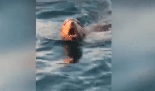 Joven acaricia a un lobo marino y este tiene increíble reacción [VIDEO]