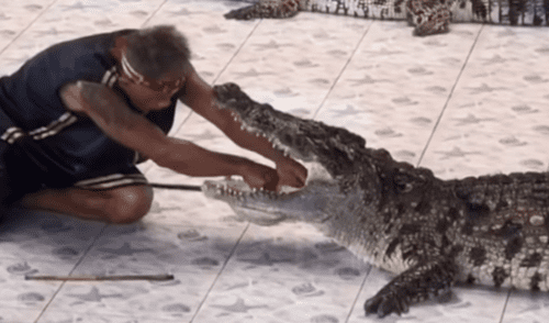 YouTube: cocodrilo muerde el brazo a su domador en pleno espectáculo YouTube: cocodrilo muerde el brazo a su domador en pleno espectáculo
