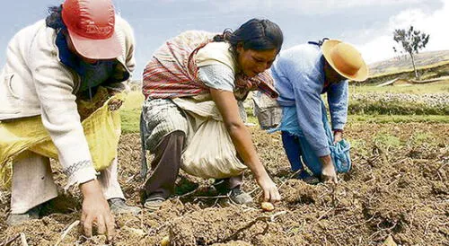 Daño. Sector agrícola es afectado por la pandemia y por los precios bajos que les pagan los intermediarios. Daño. Sector agrícola es afectado por la pandemia y por los precios bajos que les pagan los intermediarios.