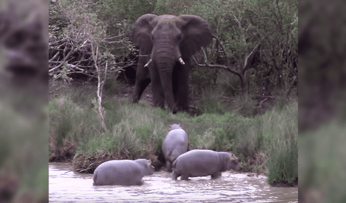 YouTube: Elefante se enfrenta contra tres hipopótamos por el dominio del territorio [VIDEO] 