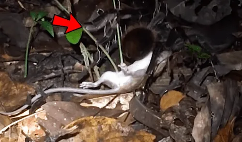 YouTube: científicos visitan selva de Perú y descubren enorme tarántula que devoraba a zarigüeya [VIDEO]