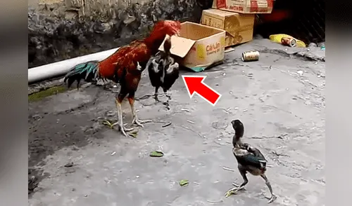 Facebook viral: Pollito entrena con su papá y aprende a defenderse con picotazos [VIDEO] 