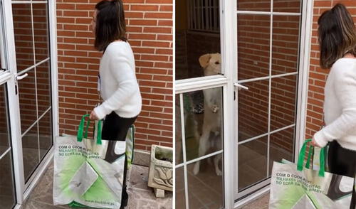 Perro escucha a su dueña llegar con las compras y le abre la puerta [VIDEO]