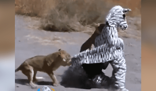 Facebook: arriesgados hombre se visten de cebra para asustar a los animales en África y ocurre lo peor [VIDEO]