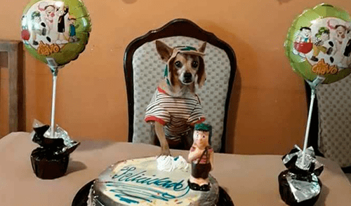 Facebook: cachorro celebra su cumpleaños disfrazado del 'Chavo del 8' y provoca diversas reacciones [FOTOS]