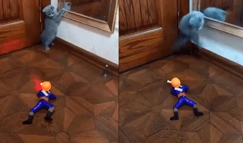 Vía Facebook: gatito se enfrenta a soldado de juguete y hace esto para salvarse [VIDEO]