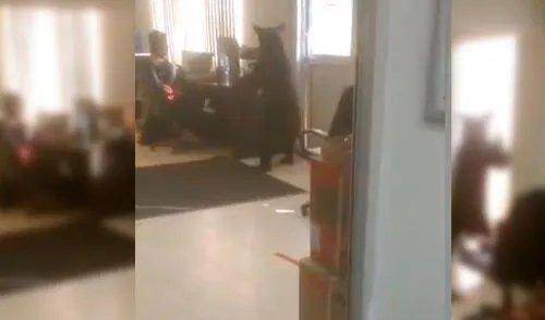 El animal recorrió la oficina sin dañar a ningún trabajador. Foto: Captura/Twitter/@garridohiram