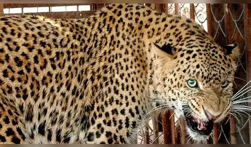 Un leopardo se metió a su cocina, raptó y decapitó a su hijo de tres años