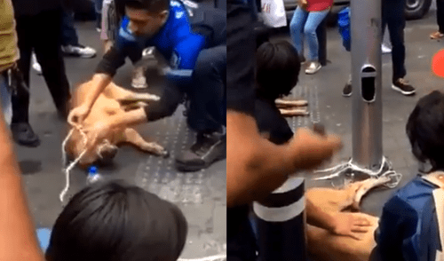 Arrojan a dos perros desde la azotea de una casa [VIDEO]