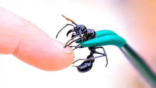 Facebook: La hormiga más peligrosa del mundo pica a un aventurero y sucede lo peor