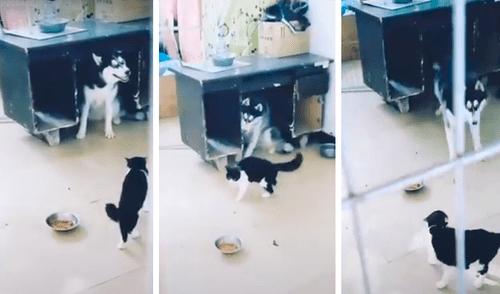 Facebook: perro y gato tienen fuerte enfrentamiento para saber quién manda en la casa [VIDEO]