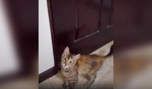 Facebook viral: gata intenta convencer a su dueña de abrir la puerta para salir a la calle