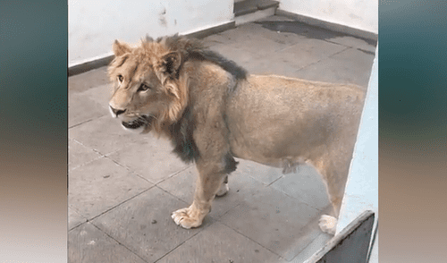 Desliza hacia la izquierda para ver las imágenes del video viral. Foto: captura de YouTube. YouTube viral: león se emociona al ver a hombre que lo cuidó de bebé