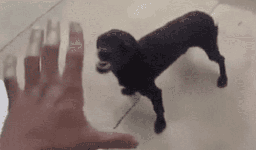 Facebook viral: creyó que perro estaba ‘poseído’ e intentó ‘exorcizarlo’, sin saber que reaccionaría así [VIDEO]