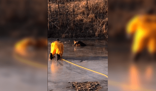 Facebook viral: perro queda atrapado en lago congelado durante horas y bombero arriesga su vida para rescatarlo [VIDEO]