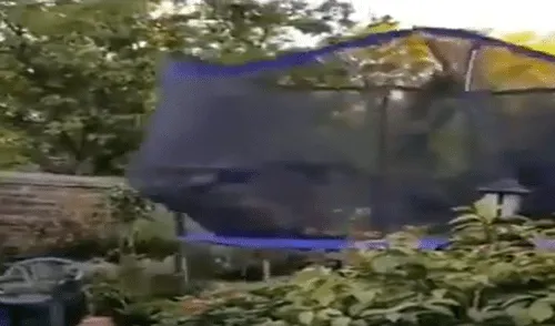 Facebook viral: Familia adopta a perro tímido, lo dejan solo en casa y realiza travesura [VIDEO]