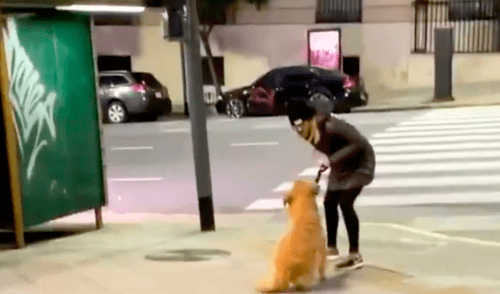 Una cruel mujer golpeó, pisoteó y ahorcó con la correa a su perro, mientras le gritaba y lo insultaba. Foto: Captura “Se quedó conmigo, ja”: mujer que golpeó a su perro en la calle se burla de fallo a su favor