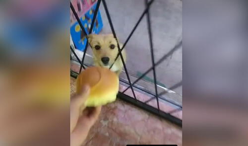 Perro callejero se para en la puerta de una bodega y espera a que el dueño le invite un pan [VIDEO]
