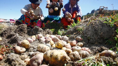 Autorizan que el Ministerio de Agricultura adquiera excedentes de papa blanca por S/ 50 millones
