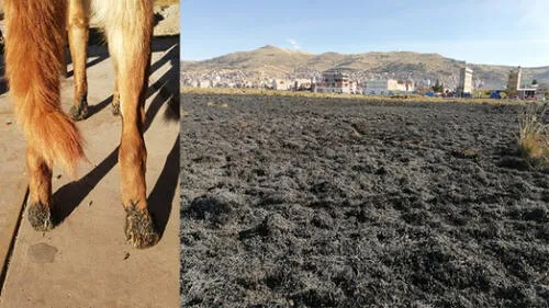 Varios perros escaparon del fuego aullando porque se habían quemado sus patas a tal punto que les salieron llagas. Varios perros escaparon del fuego aullando porque se habían quemado sus patas a tal punto que les salieron llagas.