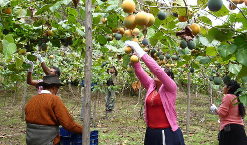 Productores agrícolas de Huanuco se beneficiarán con esta medida. Foto: Gore Huánuco