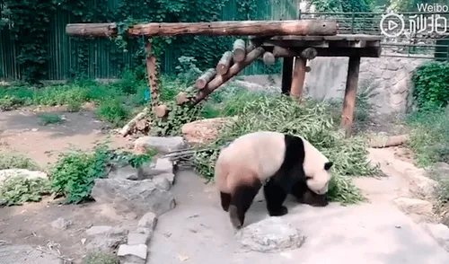 Indignación por turistas que lanzan piedra a panda por diversión Indignación por turistas que lanzan piedra a panda por diversión