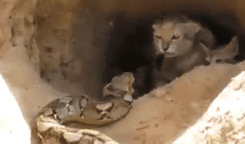 YouTube viral: culebra mata a mamá gata y cuando está por comerse a las crías aparece un 'ángel' para rescatarlas [VIDEO]
