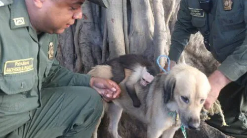 Facebook Viral: Simio se niega a separarse de perra que lo adoptó y amamantó [VIDEO]