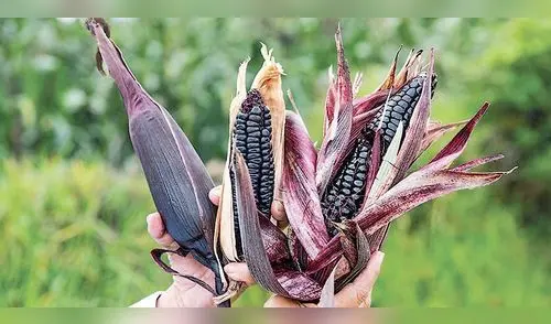 Minagri: maíz morado contiene propiedades medicinales  