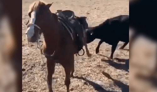 Caballo protege a veterinario de una enorme vaca que intentaba ver a su cría