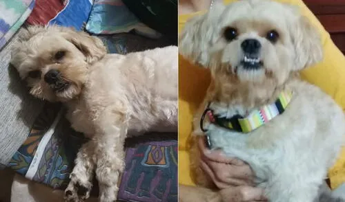 Cualquier información sobre su paradero puede ser comunicada al 994 962 401. Foto: composición/Carlos Cuadros Mascota perdida