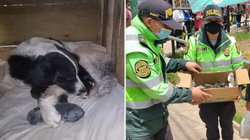 Madre y cachorros fueron rescatados por la Policía y animalistas. Foto: PNP Madre y cachorros fueron rescatados por la Policía y animalistas. Foto: PNP