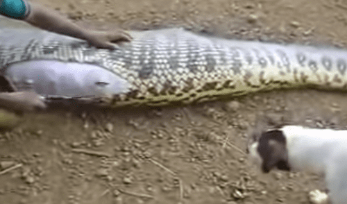 YouTube viral: quedan en shock al abrir enorme culebra y sacar extraña criatura de su interior [VIDEO]
