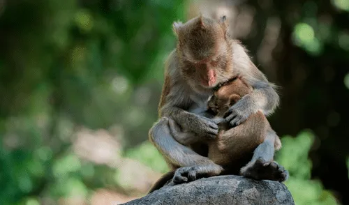 Facebook viral: madre macaco rompe en desgarrador llanto al creer que su bebé murió [FOTOS]